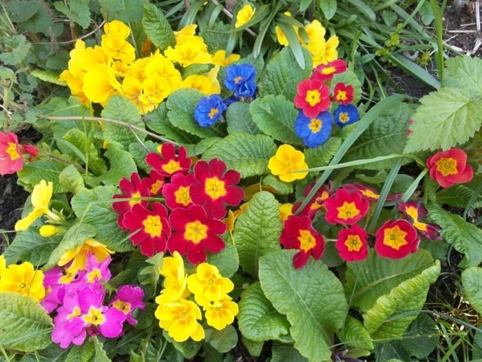 Primroses ως σύνορα κρεβατιού πολυετή πολύχρωμα λουλούδια