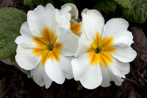 primroses λουλούδια που σημαίνει λευκό όμορφο