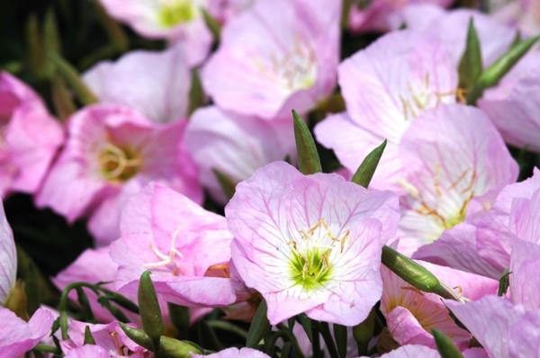 Primroses ανοιχτό ροζ φυτό απαλά στον κήπο