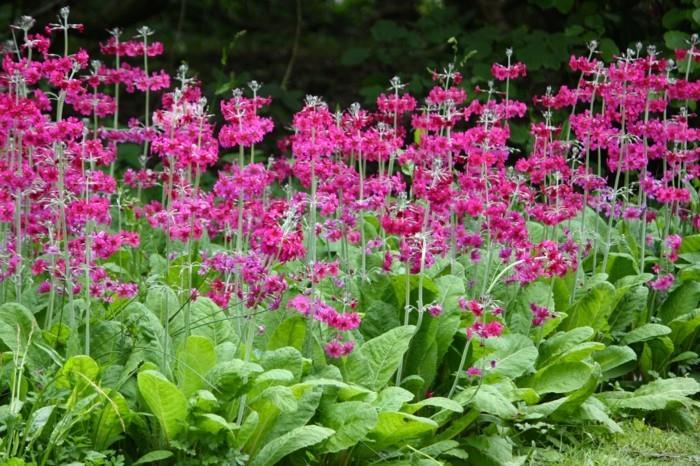 primula japonica πατώματα αραβόσιτου ως περίγραμμα κρεβατιού