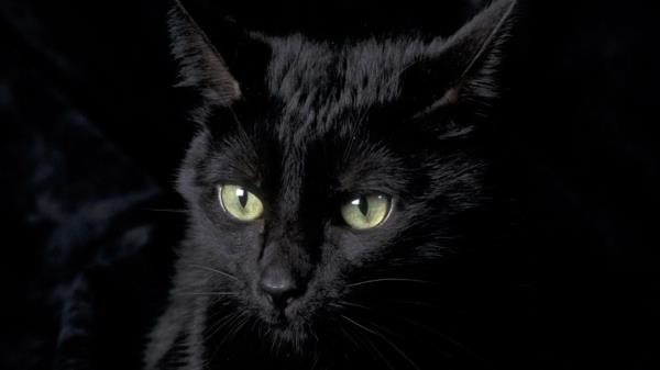 ρόδα της τύχης μαύρη γάτα