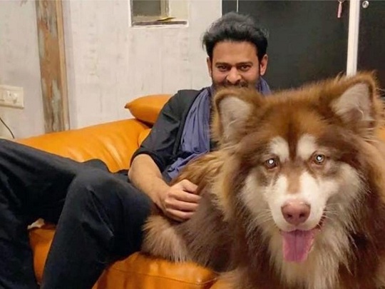 Evcil Köpekli Prabhas