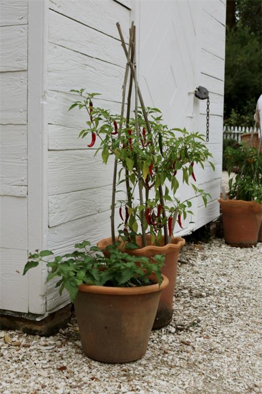 Φτιάξτε μόνοι σας ένα εργαλείο ερπυσμού blumentopt chili