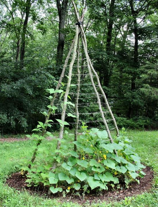 φτιάξτε μόνοι σας αναρριχητικά φυτά για να καλλιεργήσετε λαχανικά