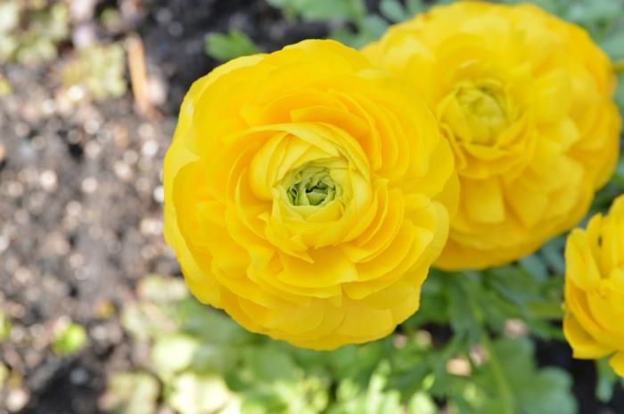 φυτά ranunculus κίτρινα