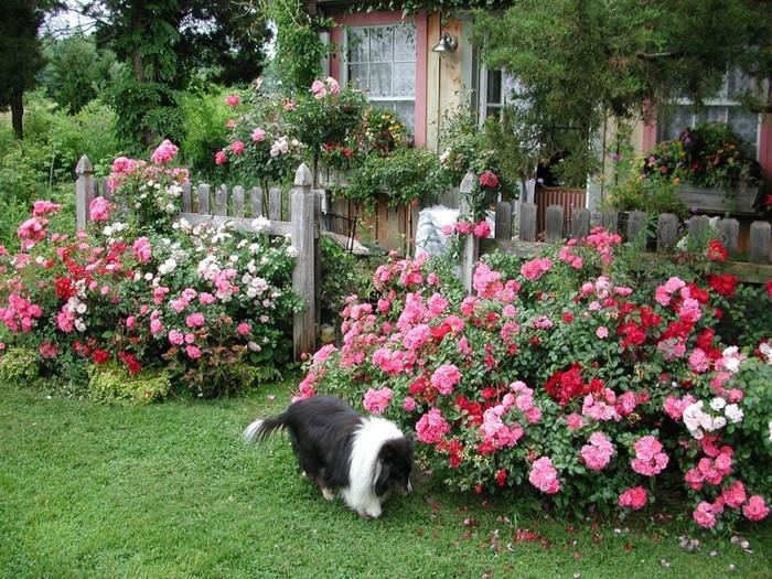 μπορντούρα γκαζόν, φυσικός κήπος με τριαντάφυλλα