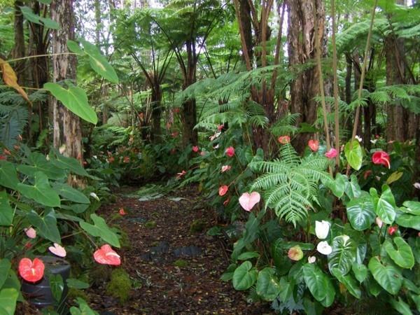 τροπικό δάσος ανθούριο φλαμίνγκο