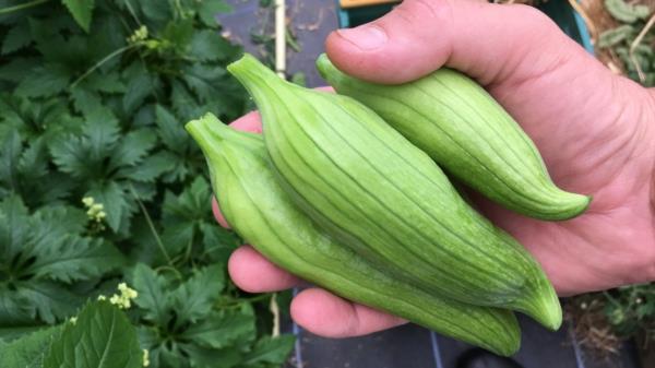 ώριμο inca αγγούρι συγκομιδή superfood υγιεινό