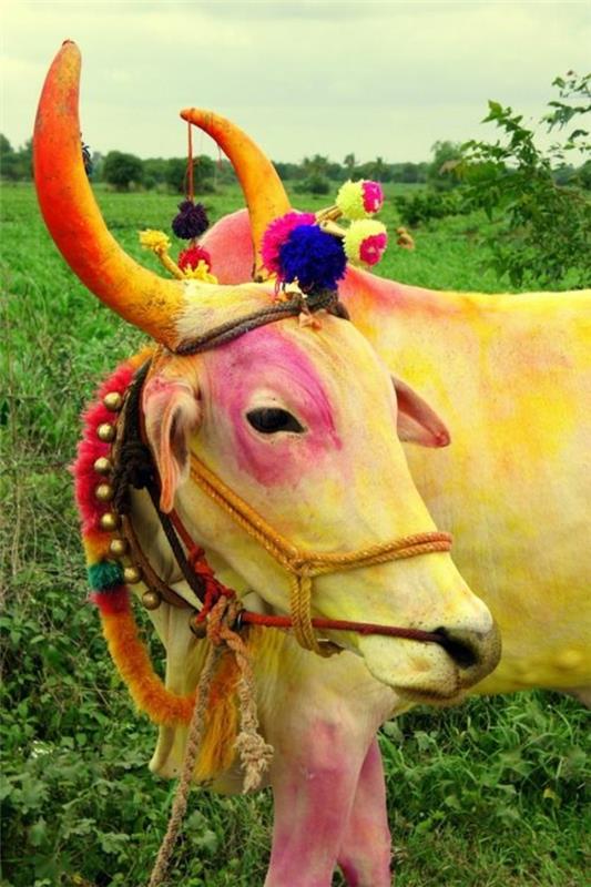 ταξίδι στην Ινδία Ινδία ταξίδι ινδική κουλτούρα θεϊκή αγελάδα