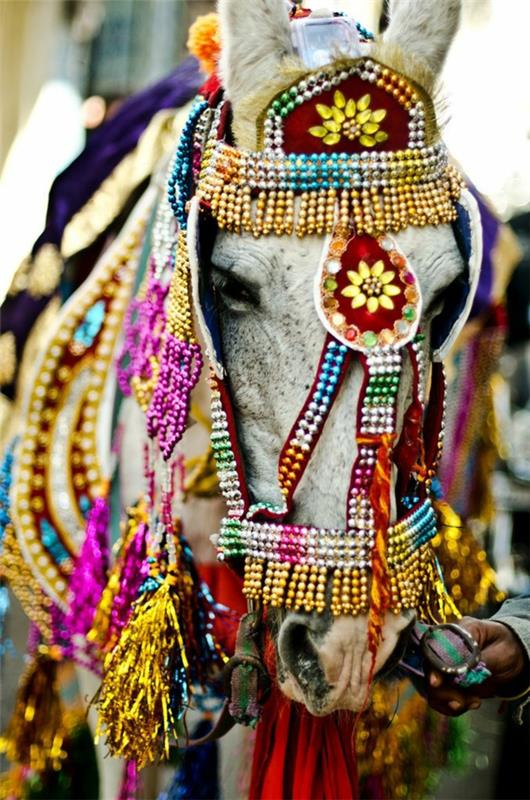 ταξίδι στην ινδική ινδική κουλτούρα ινδικό γαμήλιο άλογο