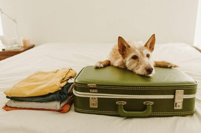 ταξιδεύοντας με μια βαλίτσα σκύλου που συσκευάζει αξεσουάρ σκύλου