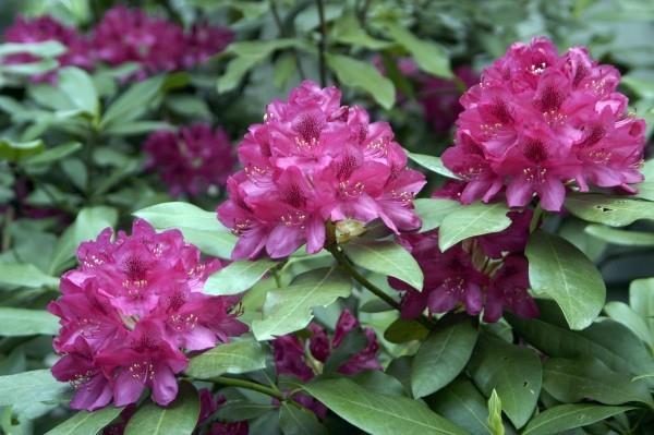 ροδάκινο κομμένο - όμορφα μοβ λουλούδια
