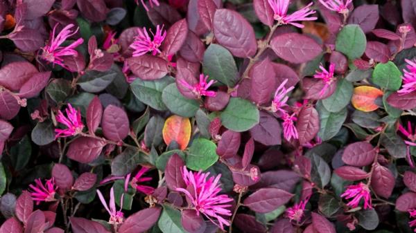 ζώνη λουλούδι loropetalum chinense ταχέως αναπτυσσόμενοι θάμνοι