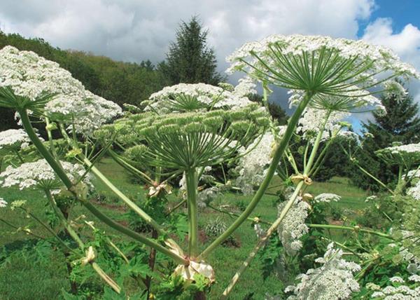 γιγάντιες δηλητηριώδεις άκρες από το hogweed