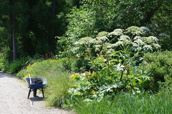 γιγαντιαίο hogweed προσοχή δηλητηριώδες