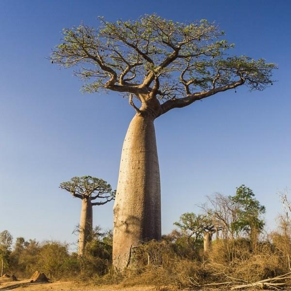 τεράστιο δέντρο μπαομπάμπ στο μέγεθος της σαβάνας