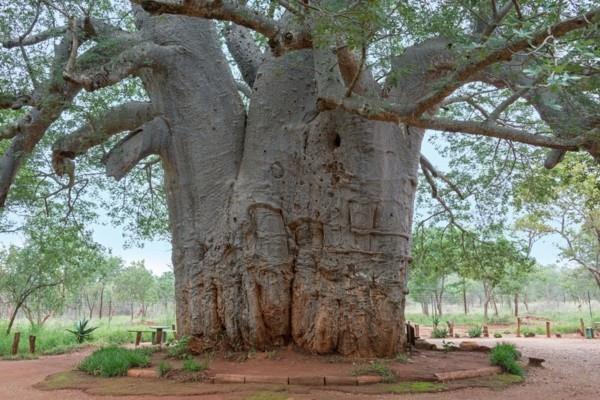 τεράστιο δέντρο baobab σε μέγεθος Αφρικής