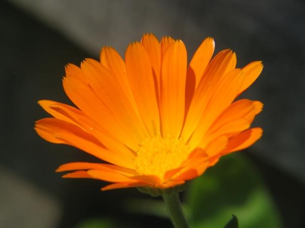κατιφέ πορτοκαλί φυτά λουλούδια έννοια