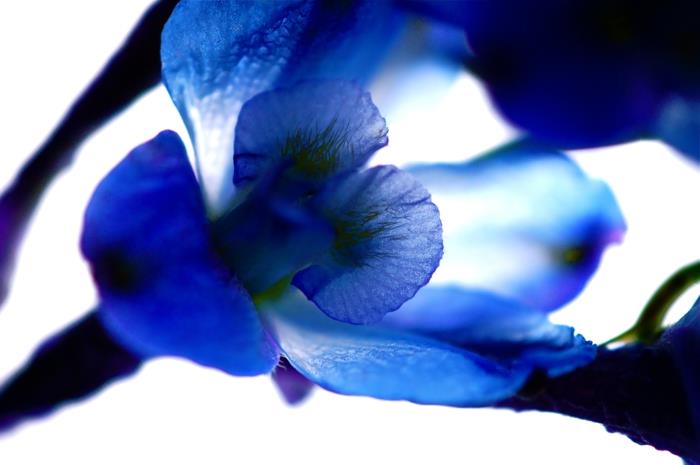 δελφίνιο φυτά κήπου μπλε άνθος κινηματογράφηση σε πρώτο πλάνο