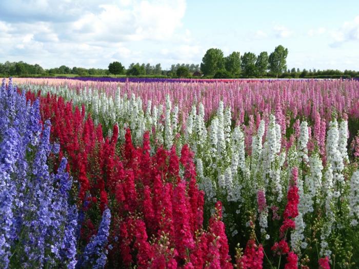 delphinium κήπος φυτά πεδίο λουλουδιών