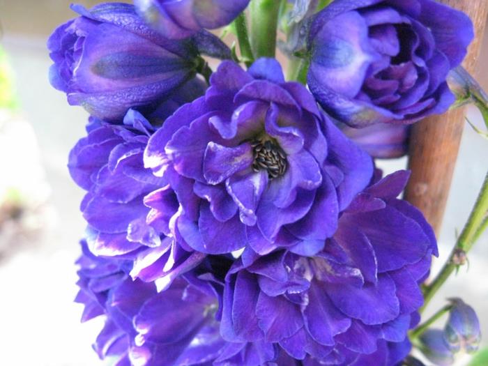 φυτό κήπου delphinium ζουμερά μπλε λουλούδια