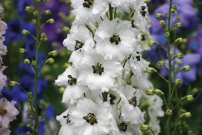 φυτά κήπου delphinium λευκά λουλούδια