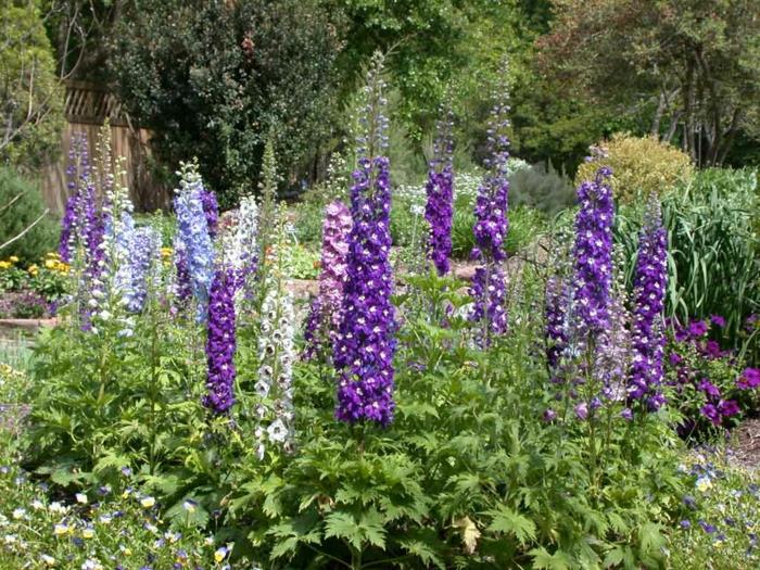 delphinium μοβ λευκό μπλε μακρύ καμπάνα λουλούδια