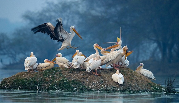 rajasthan Bharatpur'daki balayı yerleri