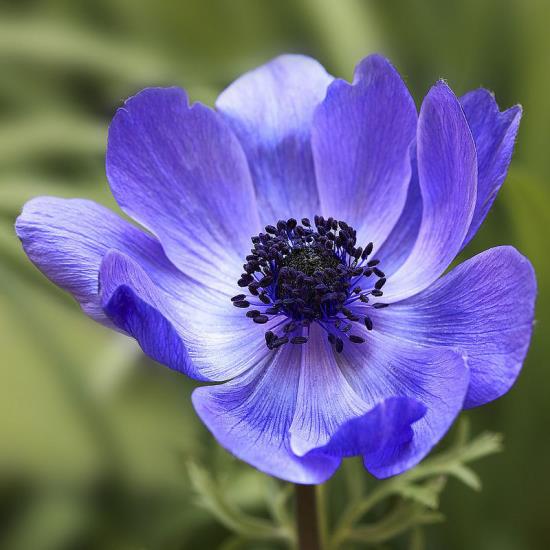 ρομαντικά λουλούδια ανεμώνη λεπτός μπλε άνθος μαγνήτης για μέλισσες και έντομα