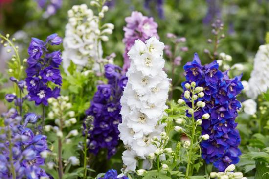 ρομαντικά λουλούδια δελφίνιο στον κήπο μια ανάδειξη πανέμορφων λουλουδιών σε μπλε και άσπρο