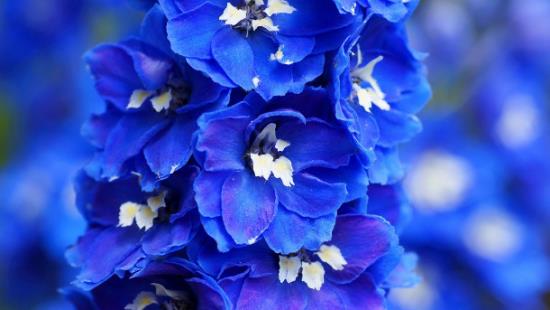 ρομαντικά λουλούδια ρομαντισμός σε μπλε λεπτά λουλούδια δελφίνιο