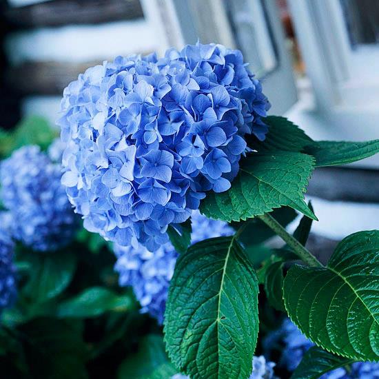 ρομαντικά λουλούδια από μπλε ορτανσίες στον κήπο έχουν ηρεμιστικό αποτέλεσμα