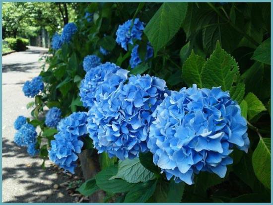 ρομαντικά λουλούδια μπλε ορτανσίες που τραβούν τα βλέμματα στον κήπο προσελκύουν την προσοχή όλων