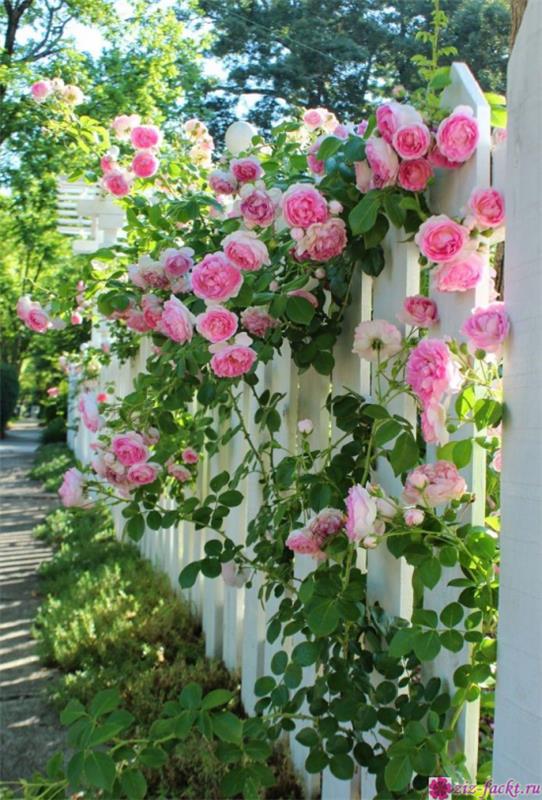 ρομαντικά λουλούδια ροζ αναρριχώμενα τριαντάφυλλα στο φράχτη όμορφο θέαμα πολύ άρωμα στον κήπο