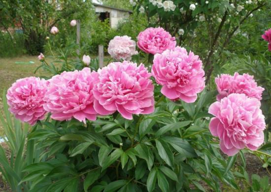 ρομαντικά λουλούδια ροζ παιώνιες στον κήπο κάνουν καλή διάθεση
