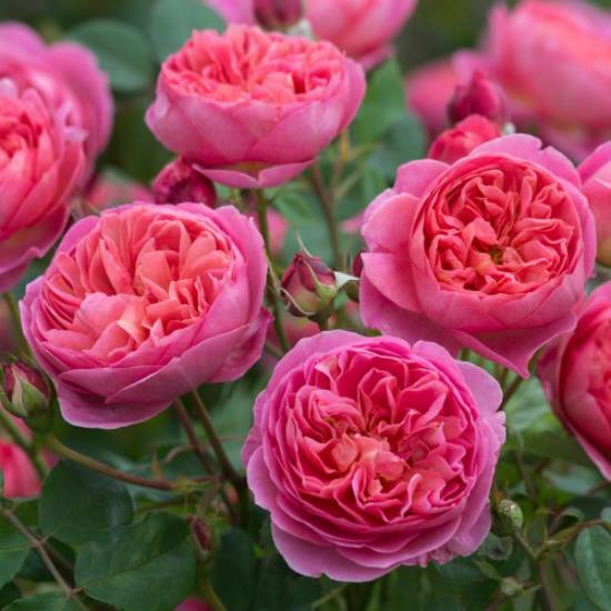 ρομαντικά λουλούδια όμορφα ροζ τριαντάφυλλα στον κήπο έχουν ένα μαγευτικό άρωμα