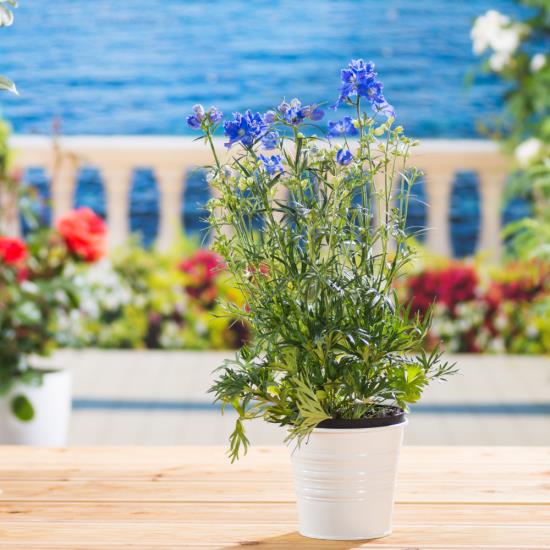ρομαντικά λουλούδια ευαίσθητα μπλε λουλούδια πολύ πράσινο στο λευκό δοχείο στη βεράντα μεσογειακή αίσθηση