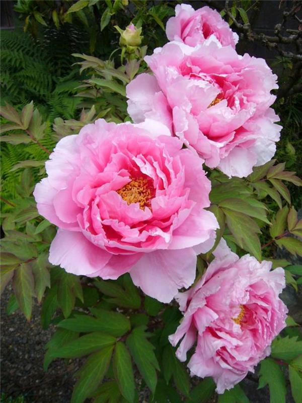 ροζ κοινή παιώνια Paeonia officinalis όμορφα ανοιξιάτικα λουλούδια εικόνες