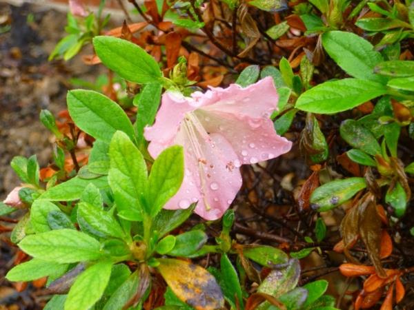 ροζ αζαλέα φυτά λουλούδια ιδέες διακόσμησης