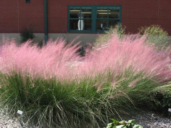 ροζ χρώματα αειθαλή φυτά