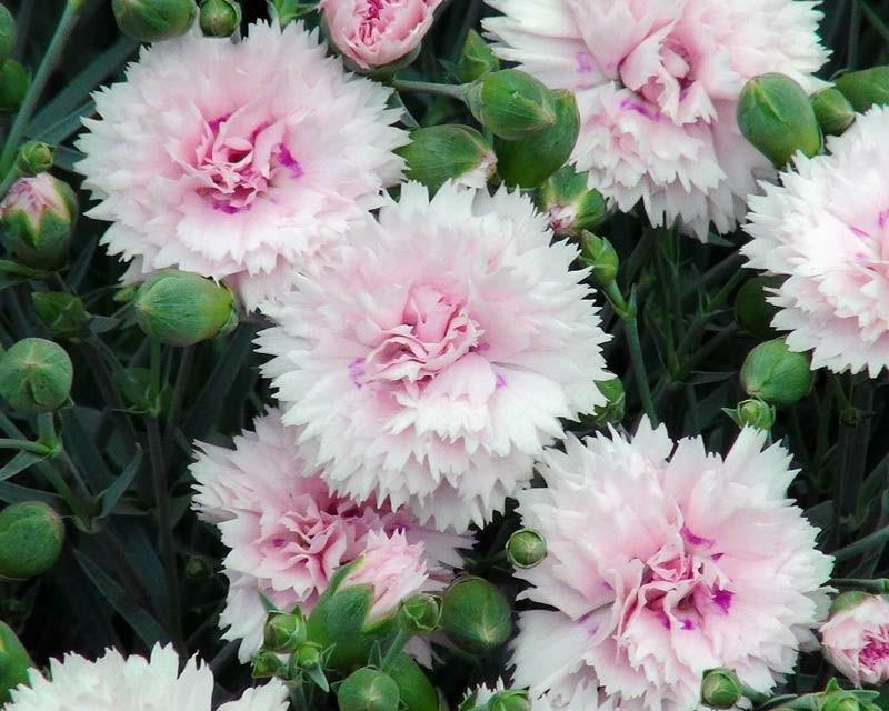 ροζ γαρίφαλα φυτά κήπου ανοιξιάτικα λουλούδια