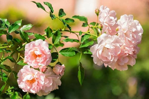 Φροντίδα για ροζ αναρριχώμενα τριαντάφυλλα