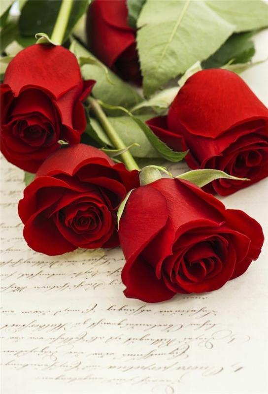 τριαντάφυλλο σε κόκκινο χρώμα συμβολίζει το πάθος και την αγάπη