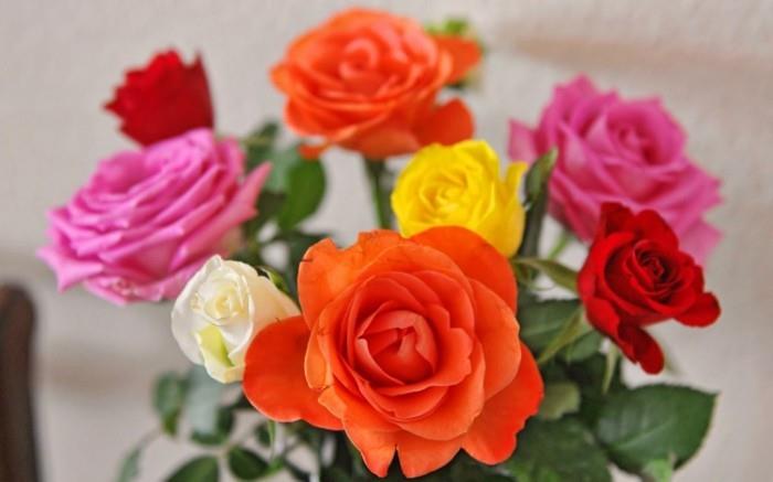 τριαντάφυλλο σε διάφορα χρώματα