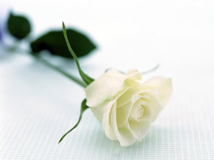 τριαντάφυλλο σε λευκό αυτό που το συμβολίζει