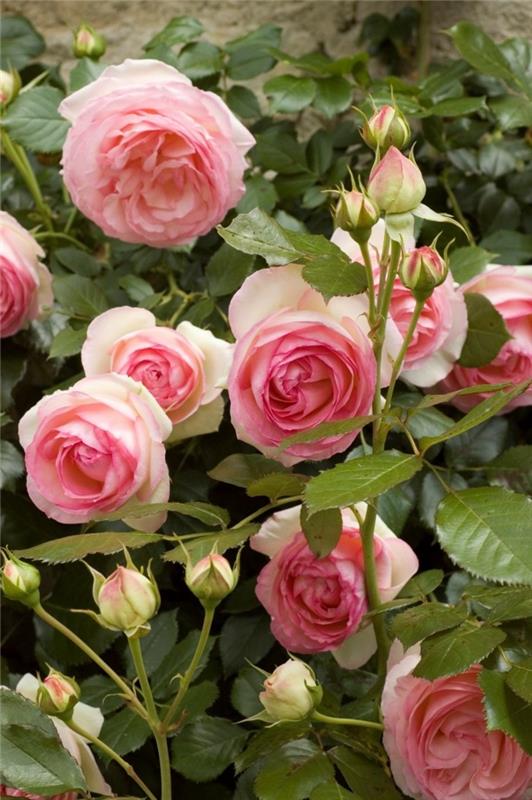 Τριανταφυλλιές ποικιλίες τριαντάφυλλου που ανεβαίνουν τριαντάφυλλα στον κήπο