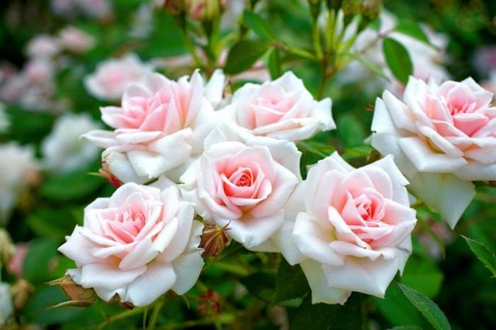 ποικιλίες τριαντάφυλλων θάμνων τριαντάφυλλων στον κήπο σε απαλά χρώματα