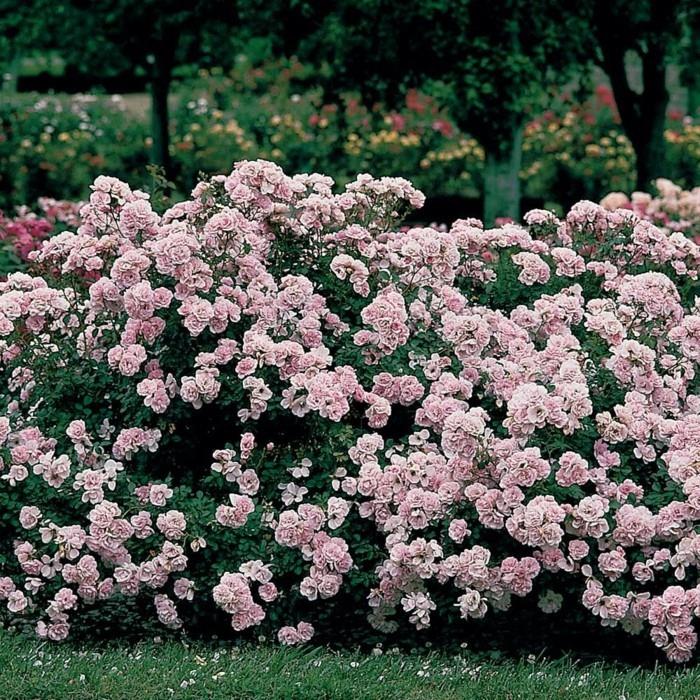 τριαντάφυλλα Bonica σε ανοιχτό ροζ