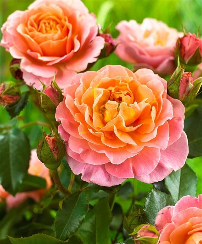 τριαντάφυλλα Marie Curie σε πορτοκαλί
