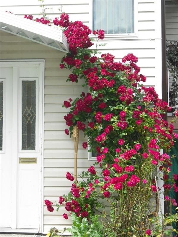 τριαντάφυλλα ως διακόσμηση της πρόσοψης του σπιτιού